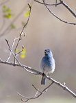 Mountain Bluebird